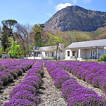 Lavender Farm Boutique Guest House Franschhoek Dış mekan fotoğraf