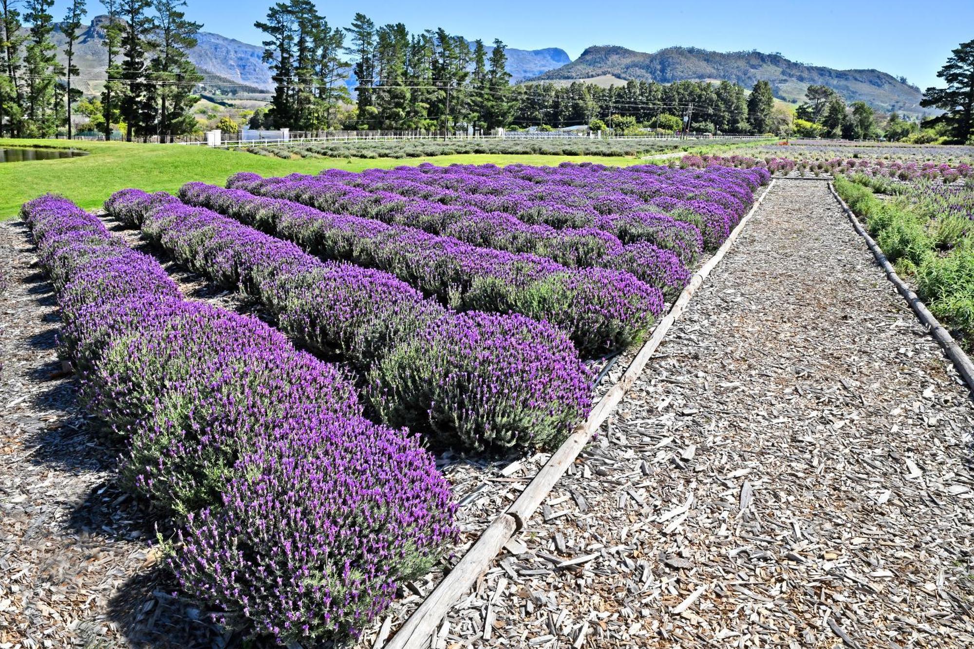Lavender Farm Boutique Guest House Franschhoek Dış mekan fotoğraf