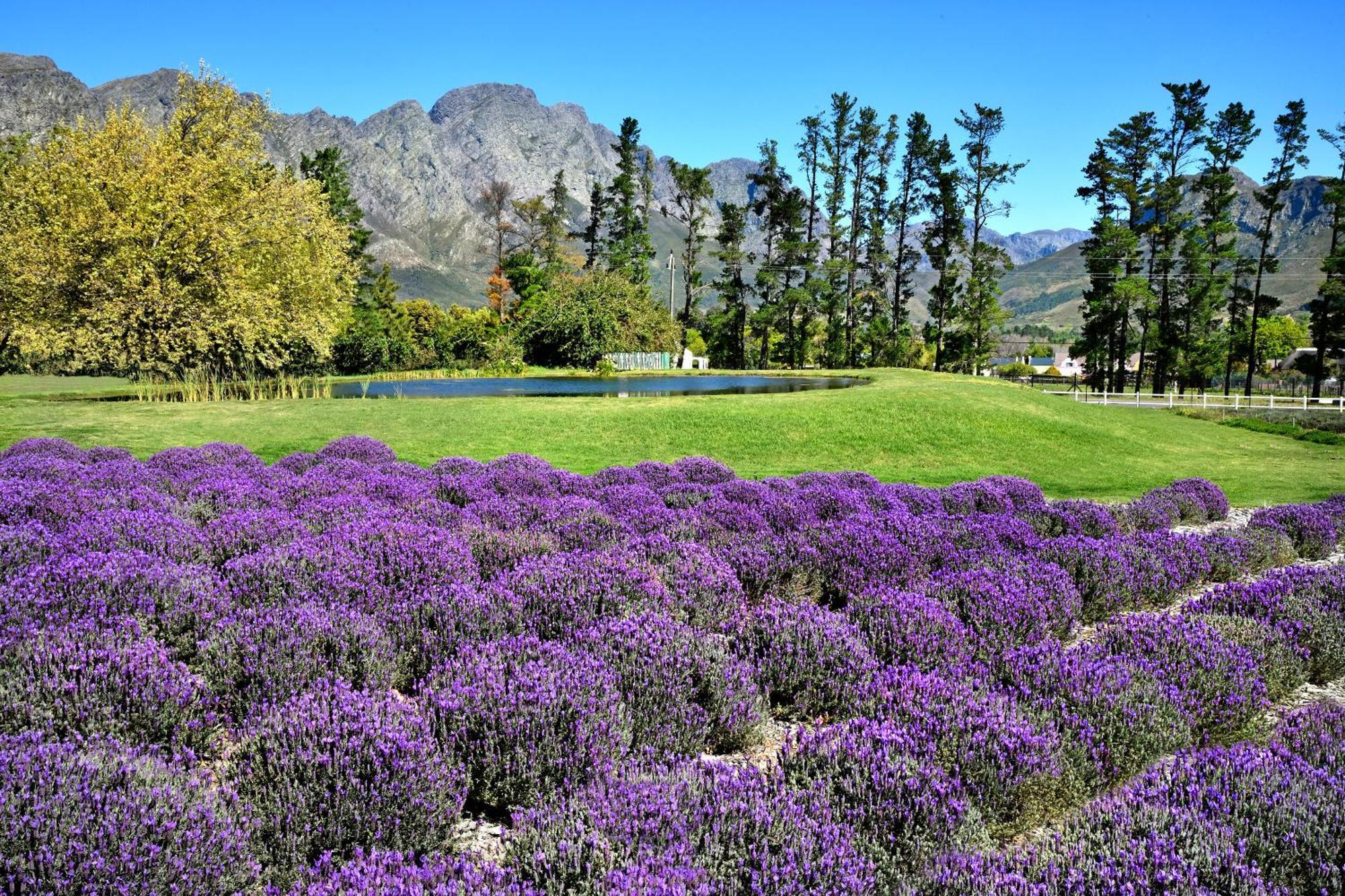 Lavender Farm Boutique Guest House Franschhoek Dış mekan fotoğraf