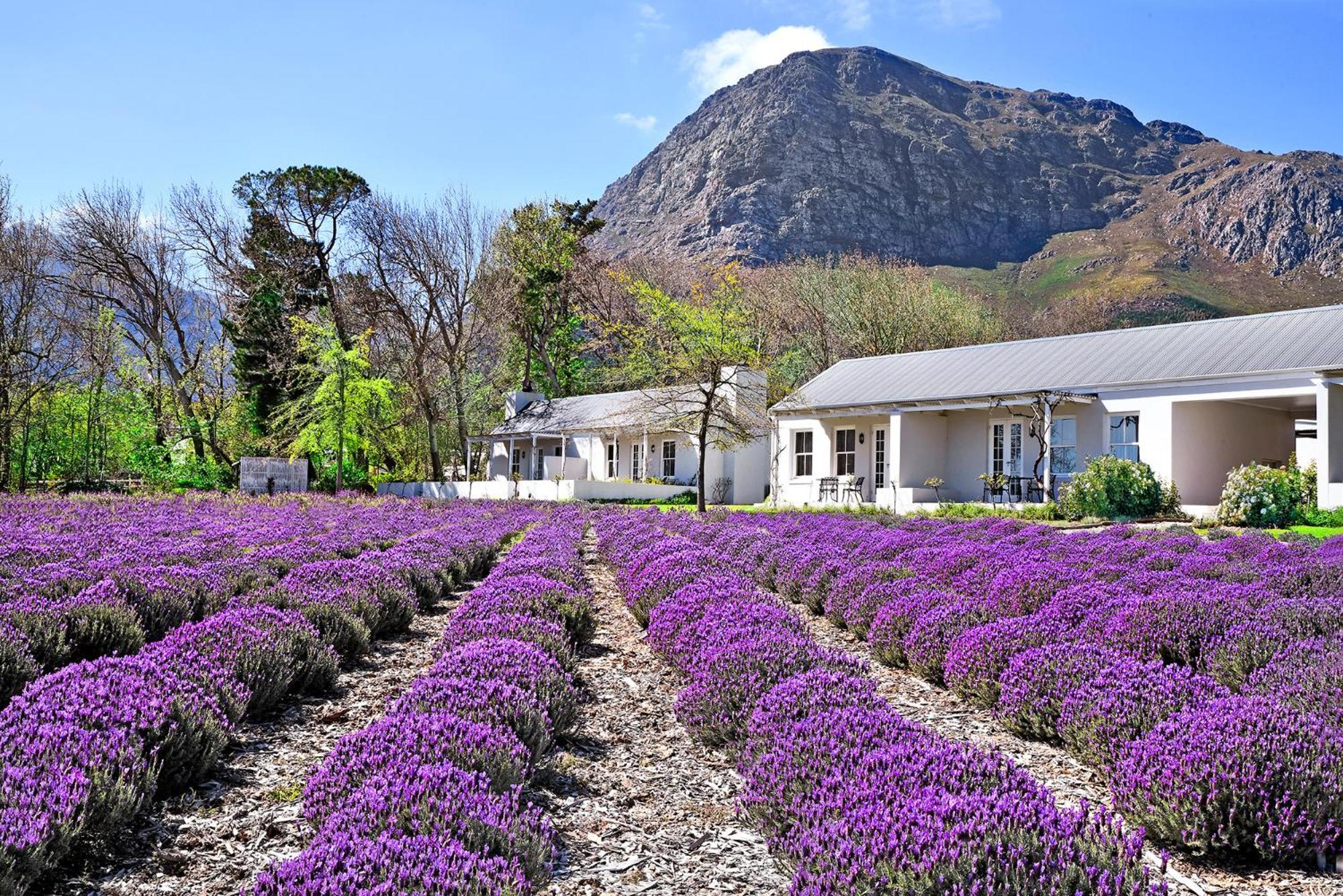 Lavender Farm Boutique Guest House Franschhoek Dış mekan fotoğraf