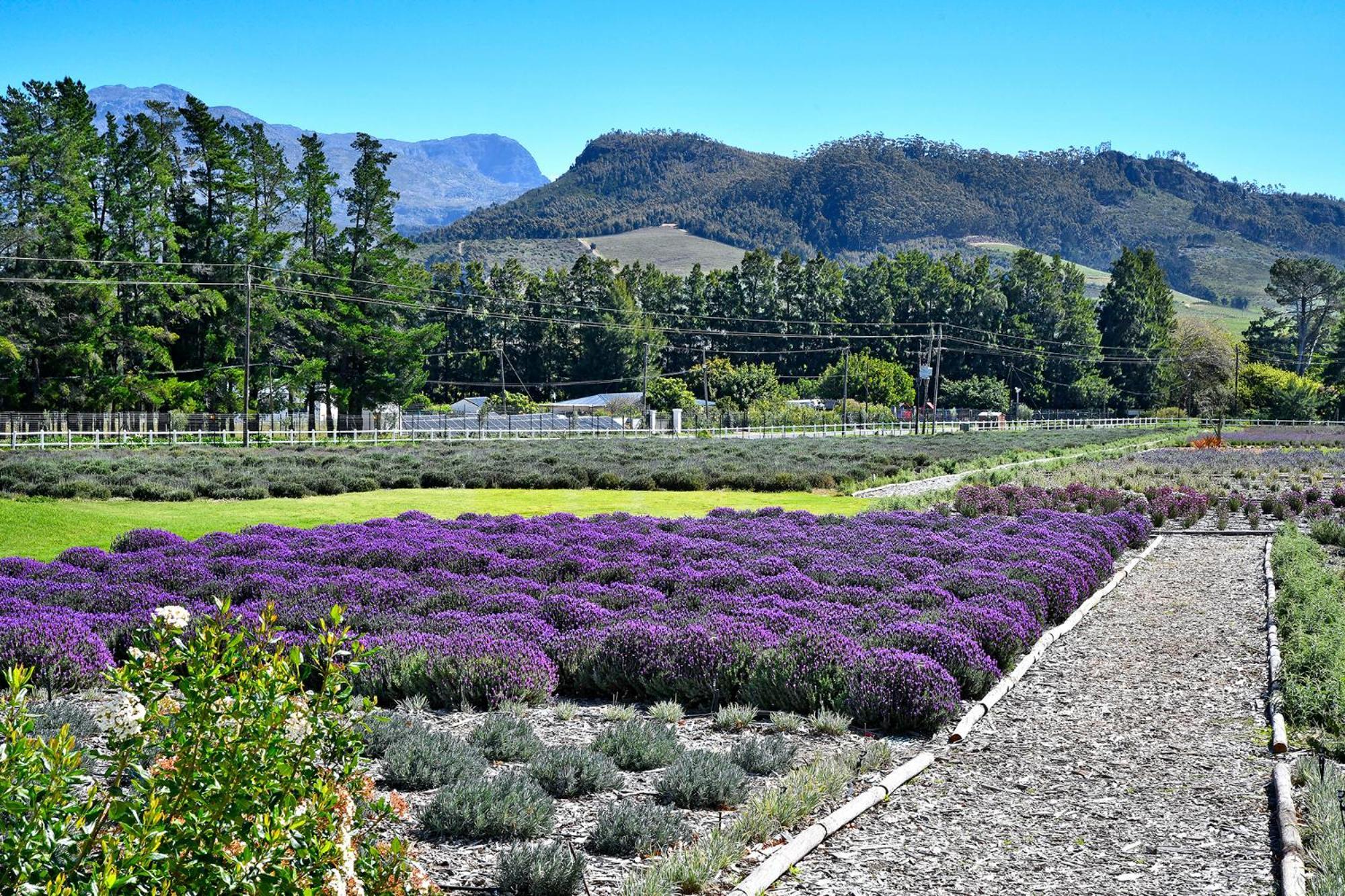 Lavender Farm Boutique Guest House Franschhoek Dış mekan fotoğraf